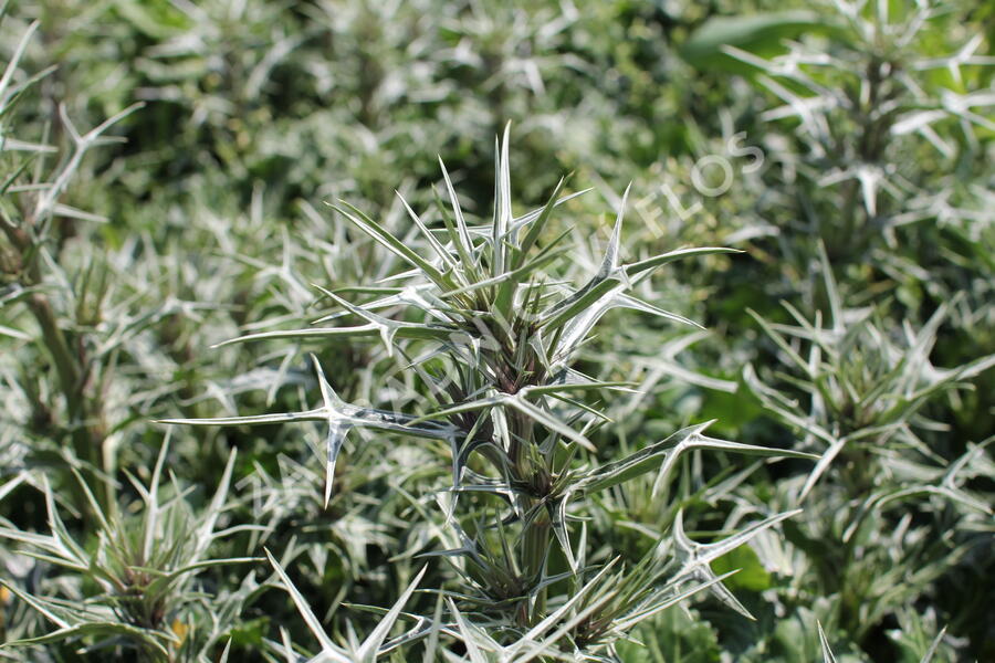 Máčka různolistá - Eryngium variifolium