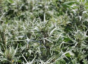 Máčka různolistá - Eryngium variifolium