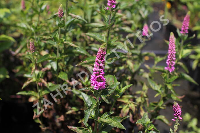Rozrazil dlouholistý 'Berenice Pink' - Veronica longifolia 'Berenice Pink'