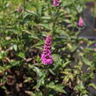 Rozrazil dlouholistý 'Berenice Pink' - Veronica longifolia 'Berenice Pink'
