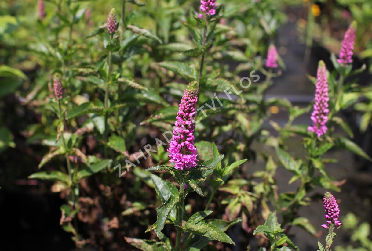 Rozrazil dlouholistý 'Berenice Pink' - Veronica longifolia 'Berenice Pink'