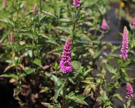 Rozrazil dlouholistý 'Berenice Pink'