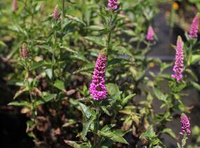 Rozrazil dlouholistý 'Berenice Pink' - Veronica longifolia 'Berenice Pink'