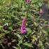 Veronica longifolia 'Berenice Pink'.JPG