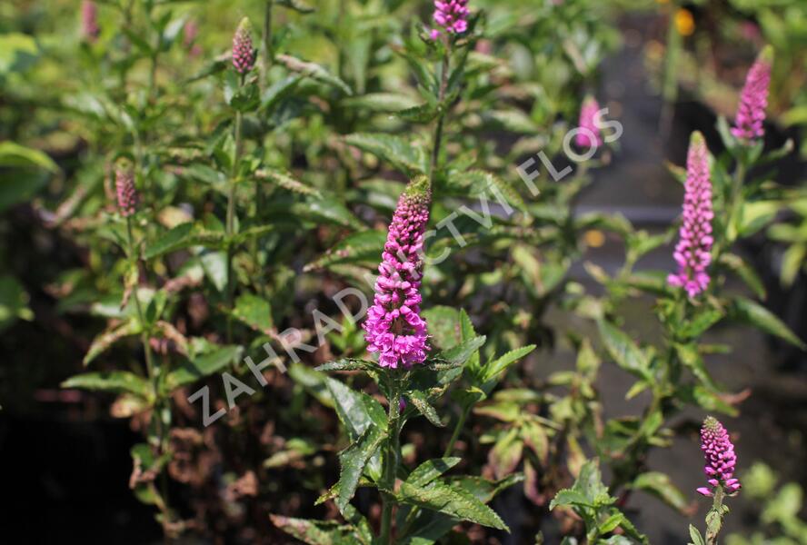 Rozrazil dlouholistý 'Berenice Pink' - Veronica longifolia 'Berenice Pink'