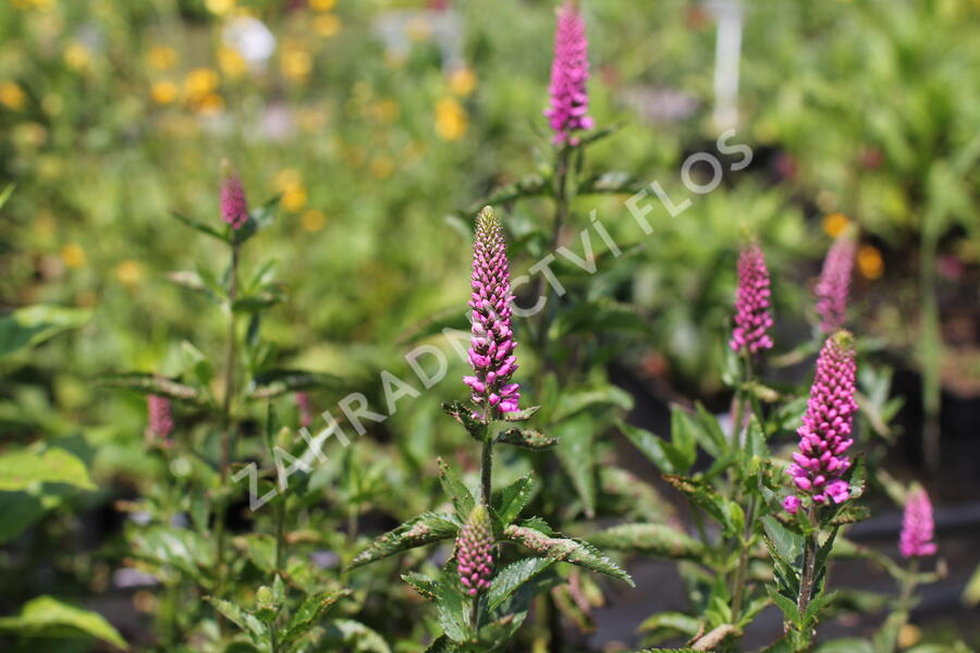Rozrazil dlouholistý 'Berenice Pink' - Veronica longifolia 'Berenice Pink'