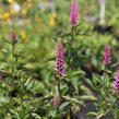 Rozrazil dlouholistý 'Berenice Pink' - Veronica longifolia 'Berenice Pink'