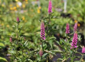 Rozrazil dlouholistý 'Berenice Pink' - Veronica longifolia 'Berenice Pink'