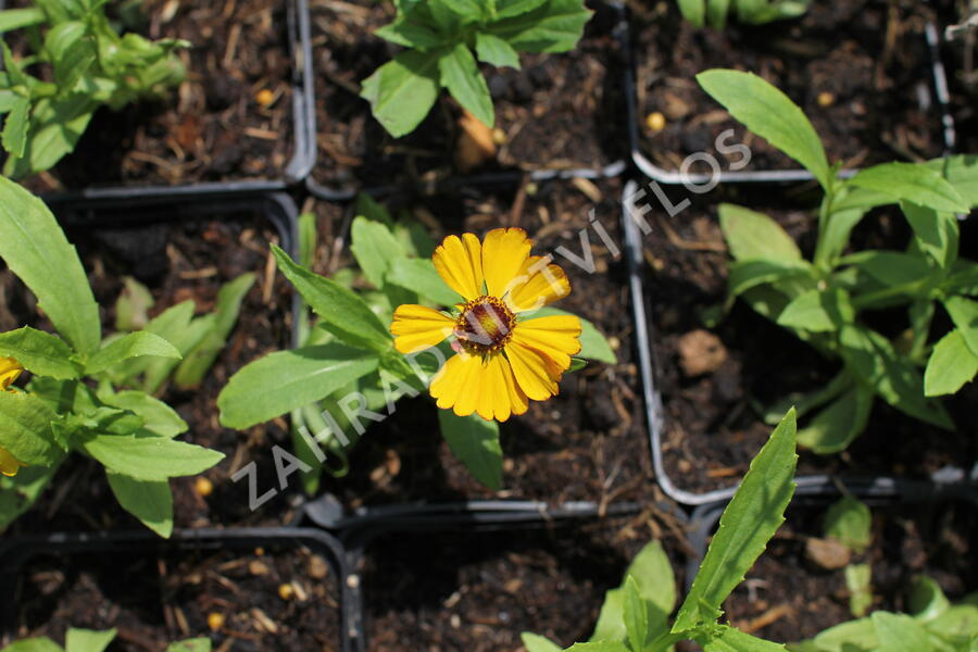 Záplevák podzimní 'HayDay Golden Bicolor' - Helenium autumnale 'HayDay Golden Bicolor'