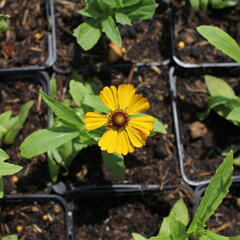 Záplevák podzimní 'HayDay Golden Bicolor' - Helenium autumnale 'HayDay Golden Bicolor'