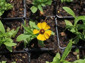Záplevák podzimní 'HayDay Golden Bicolor' - Helenium autumnale 'HayDay Golden Bicolor'