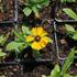Helenium autumnale 'HayDay Golden Bicolor'.JPG