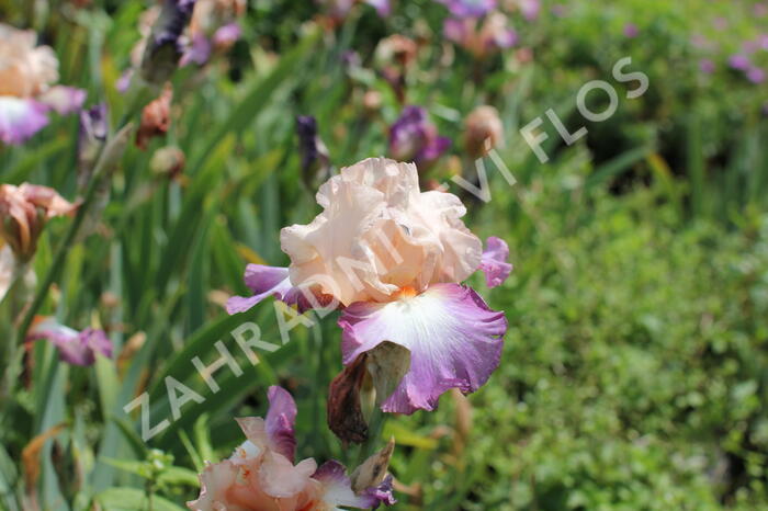 Kosatec 'Chevalier de Malte' - Iris barbata-elatior 'Chevalier de Malte'