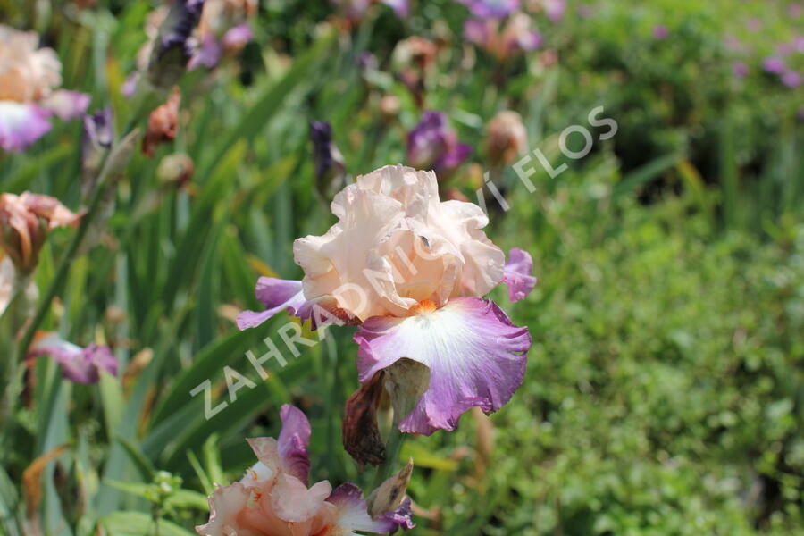 Kosatec 'Chevalier de Malte' - Iris barbata-elatior 'Chevalier de Malte'