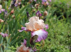 Kosatec 'Chevalier de Malte' - Iris barbata-elatior 'Chevalier de Malte'
