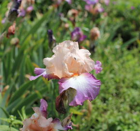 Kosatec 'Chevalier de Malte' - Iris barbata-elatior 'Chevalier de Malte'