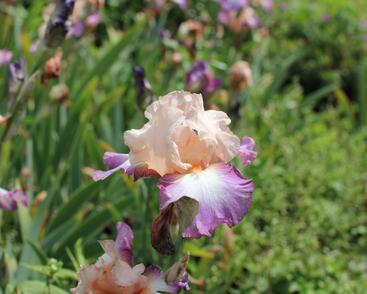 Kosatec 'Chevalier de Malte'