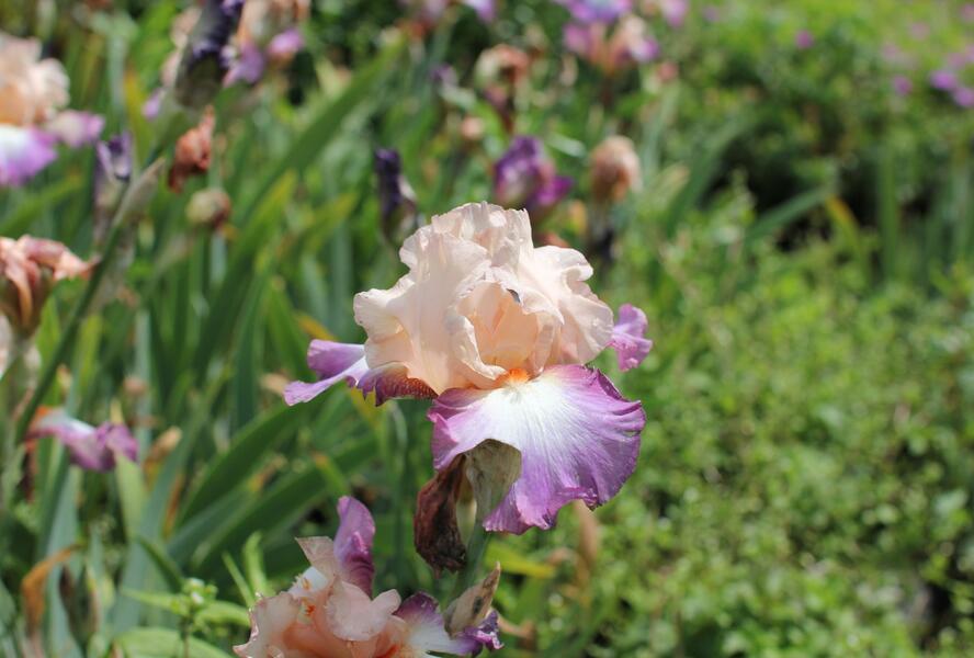 Kosatec 'Chevalier de Malte' - Iris barbata-elatior 'Chevalier de Malte'