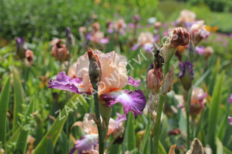 Kosatec 'Chevalier de Malte' - Iris barbata-elatior 'Chevalier de Malte'