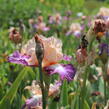 Kosatec 'Chevalier de Malte' - Iris barbata-elatior 'Chevalier de Malte'