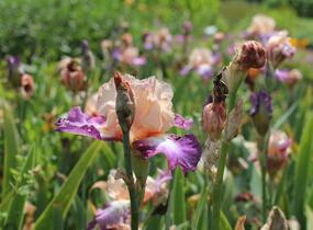 Kosatec 'Chevalier de Malte' - Iris barbata-elatior 'Chevalier de Malte'