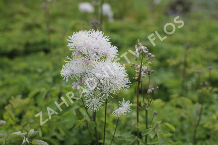 Žluťucha orlíčkolistá 'Nimbus White' - Thalictrum aquilegifolium 'Nimbus White'
