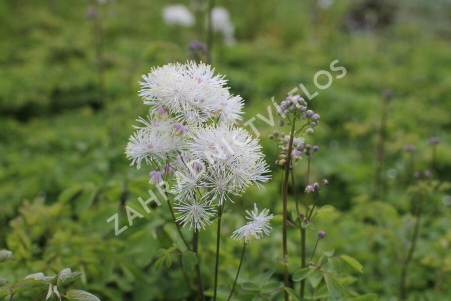 Žluťucha orlíčkolistá 'Nimbus White' - Thalictrum aquilegifolium 'Nimbus White'