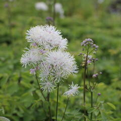 Žluťucha orlíčkolistá 'Nimbus White' - Thalictrum aquilegifolium 'Nimbus White'