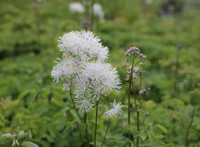 Žluťucha orlíčkolistá 'Nimbus White' - Thalictrum aquilegifolium 'Nimbus White'
