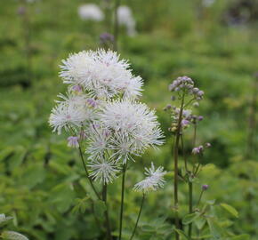 Žluťucha orlíčkolistá 'Nimbus White' - Thalictrum aquilegifolium 'Nimbus White'