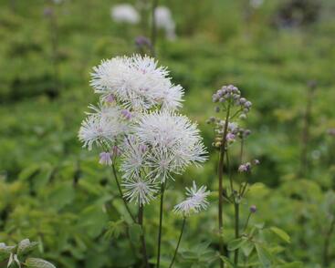 Žluťucha orlíčkolistá 'Nimbus White'
