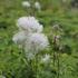 Thalictrum aquilegifolium 'Nimbus White'.JPG