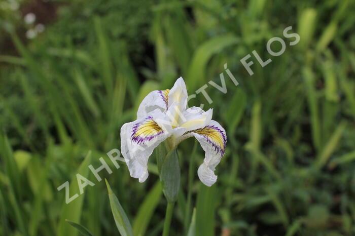 Kosatec 'Cat's Eye' - Iris pseudata 'Cat's Eye'
