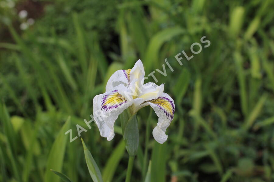 Kosatec 'Cat's Eye' - Iris pseudata 'Cat's Eye'