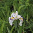 Kosatec 'Cat's Eye' - Iris pseudata 'Cat's Eye'