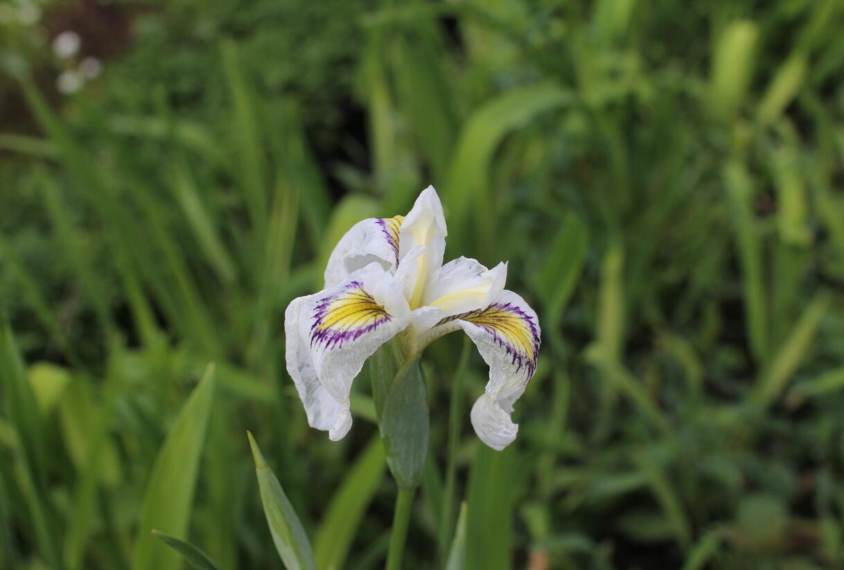 Kosatec 'Cat's Eye' - Iris pseudata 'Cat's Eye'