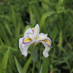 Kosatec 'Cat's Eye' - Iris pseudata 'Cat's Eye'