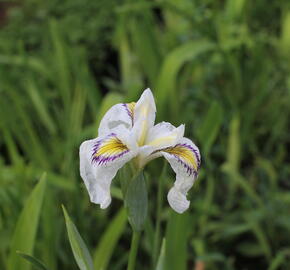 Kosatec 'Cat's Eye' - Iris pseudata 'Cat's Eye'