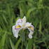 Iris pseudata 'Cat's Eye'.JPG