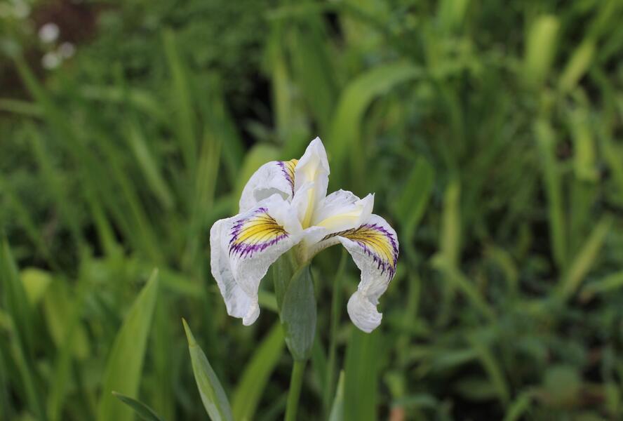Kosatec 'Cat's Eye' - Iris pseudata 'Cat's Eye'