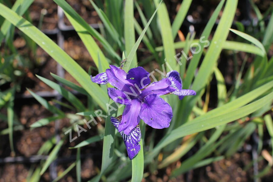 Kosatec sibiřský 'Shaker's Prayer' - Iris sibirica 'Shaker's Prayer'