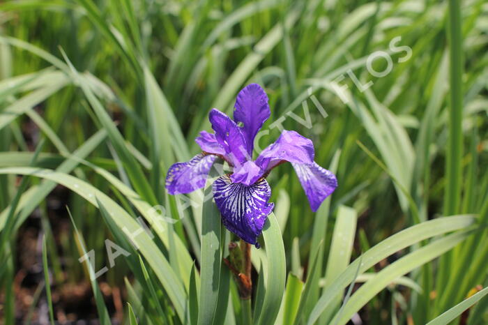 Kosatec sibiřský 'Shaker's Prayer' - Iris sibirica 'Shaker's Prayer'