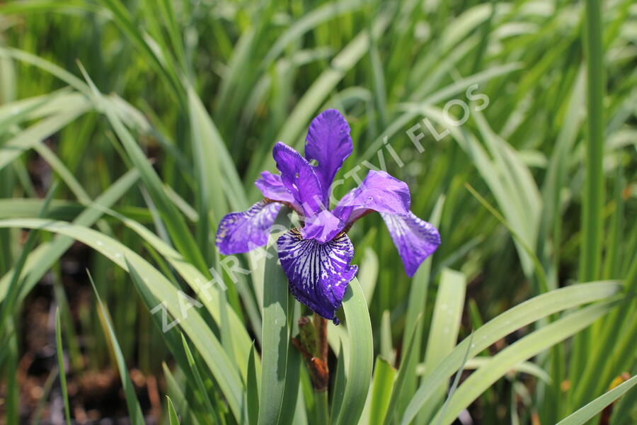 Kosatec sibiřský 'Shaker's Prayer' - Iris sibirica 'Shaker's Prayer'