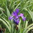 Kosatec sibiřský 'Shaker's Prayer' - Iris sibirica 'Shaker's Prayer'
