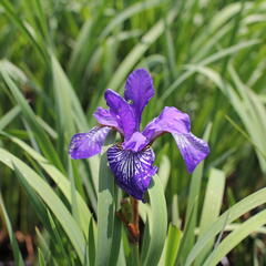 Kosatec sibiřský 'Shaker's Prayer' - Iris sibirica 'Shaker's Prayer'