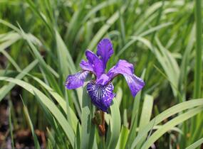 Kosatec sibiřský 'Shaker's Prayer' - Iris sibirica 'Shaker's Prayer'