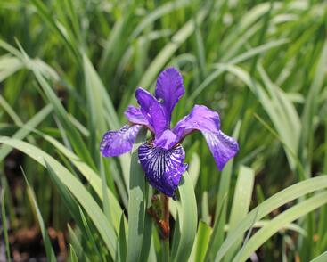 Kosatec sibiřský 'Shaker's Prayer'