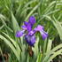 Iris sibirica 'Shaker's Prayer'.JPG