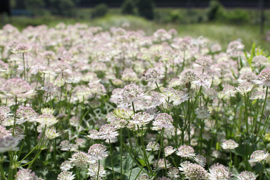 Jarmanka větší 'Buckland' - Astrantia major 'Buckland'