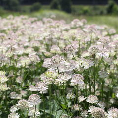 Jarmanka větší 'Buckland' - Astrantia major 'Buckland'